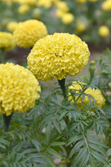 Bright Yellow marigold flower blossom in garden, Bright Yellow Mari Gold flowers for decorate garden, Close up of beautiful Yellow marigold flower. Nature, Marigold flowers bloom in the morning, Mari