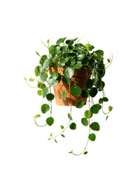 Lush Pilea peperomioides houseplant with round green leaves in a terracotta pot, isolated on a white background.