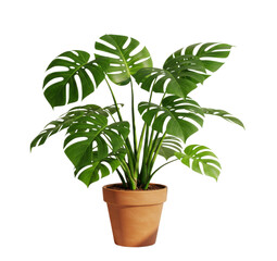 Large Monstera deliciosa houseplant with signature split leaves in a terracotta pot, isolated on a white background.
