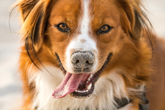 Austrian Pinscher, purebred, puppy, young dog, male
