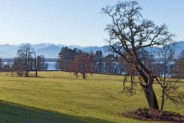 Landschaft mit alten Eichen im S&uuml;den des Starnberger Sees (Bayern)