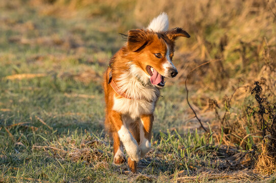 Austrian Pinscher, purebred, puppy, young dog, male
