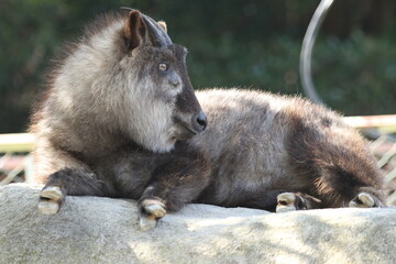 Japanese Serow Lying on Rock Looking Away in Soft Sunlight