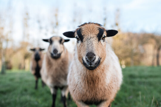 Sheep in a pasture