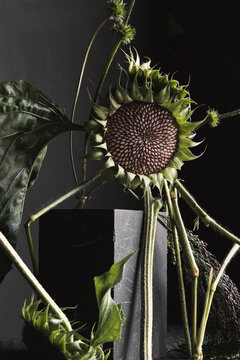 Still life with green sunflowers on black background.