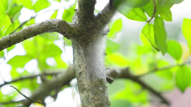 Orb Weaver Spider Web Trapping Insects on Tree Branch