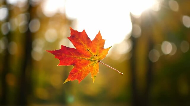 A single vibrant autumn leaf slowly twirling and descending gracefully through the crisp air, showcasing intricate textures and rich fall colors natural elements, crisp air, isolated object