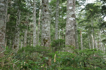 尾瀬の尾瀬沼へ向かう道中、沼山峠周辺に広がるシラビソなどの針葉樹林。