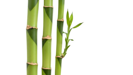 Naklejka premium Three bamboo stalks isolated on transparent background