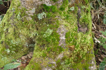 尾瀬に広がる、苔やシダが生い茂る針葉樹林。