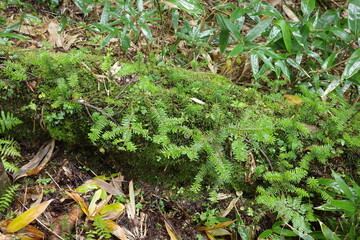尾瀬に広がる、苔やシダが生い茂る針葉樹林。