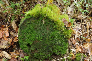 尾瀬に広がる、苔やシダが生い茂る針葉樹林。