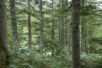 尾瀬の尾瀬沼へ向かう道中、沼山峠周辺に広がるシラビソなどの針葉樹林。