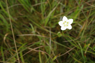 夏の終わりの尾瀬沼周辺の湿原に咲くウメバチソウ