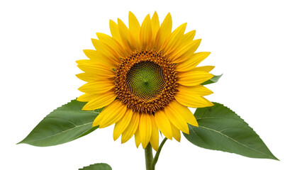 Naklejka premium Vibrant sunflower isolated on transparent background