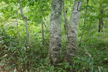 夏の終わり、緑があふれる尾瀬ヶ原の広葉樹林。