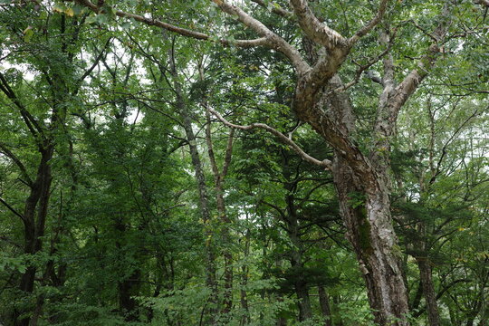 雨の尾瀬ヶ原に帯状に広がる拠水林