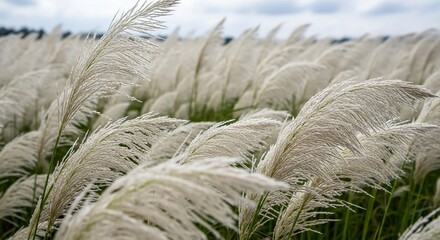 Sunlight illuminates a vast field of white, feathery grasses creating a tranquil autumn scene