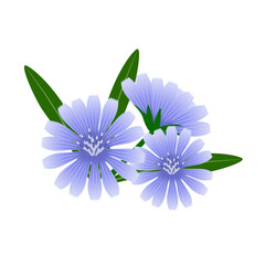 Chicory flowers with leaves on a white background..eps