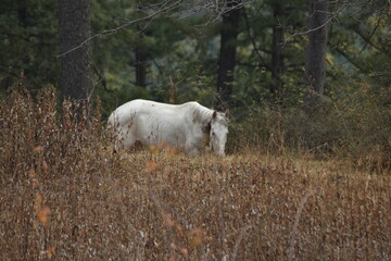 A horse eating grass in forest