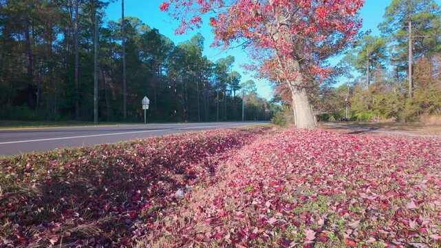 Beautiful red Leaves falling from a tree by the side of a suburban road