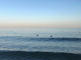 Fototapeta premium Seagulls flying over calm sea near horizon