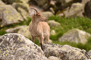 cabras monteses en la sierra de gredos