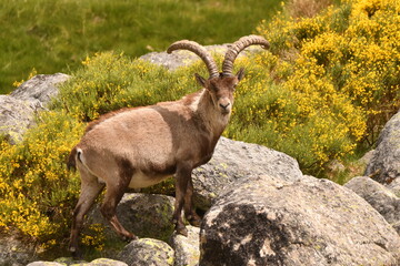 cabras monteses en la sierra de gredos
