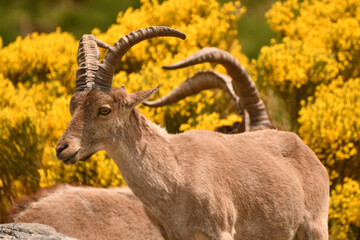 cabras monteses en la sierra de gredos