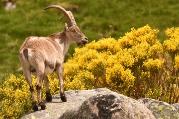 cabras monteses en la sierra de gredos