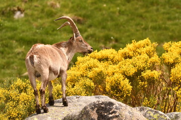 cabras monteses en la sierra de gredos
