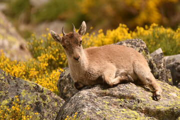 cabras monteses en la sierra de gredos