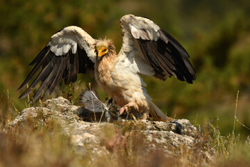 alimoche captura una paloma en el campo