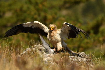 alimoche captura una paloma en el campo