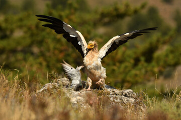alimoche captura una paloma en el campo