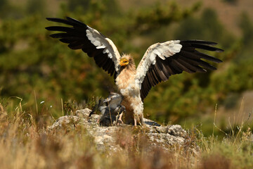 alimoche captura una paloma en el campo