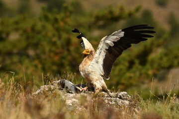 alimoche captura una paloma en el campo