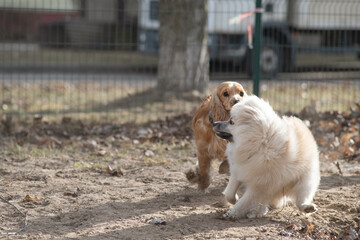 Two playful dogs, a golden cocker spaniel and a fluffy brown cocker spaniel, are joyfully running across a grassy field, showcasing their friendship and energy in a natural setting