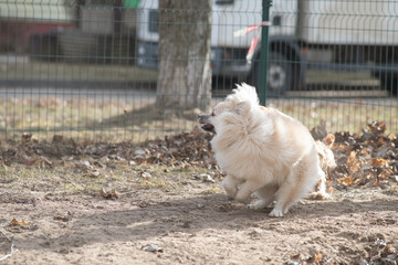 Two playful dogs, a golden cocker spaniel and a fluffy brown cocker spaniel, are joyfully running across a grassy field, showcasing their friendship and energy in a natural setting