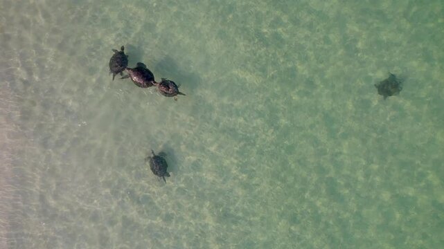 Drone captures five Green and Loggerhead turtles near the shore, four actively swimming, showing mating interactions and natural movement in shallow clear waters at Ningaloo Reef, Exmouth.