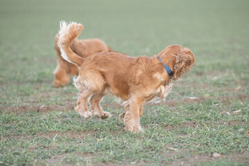 Two playful dogs, a golden cocker spaniel and a fluffy brown cocker spaniel, are joyfully running across a grassy field, showcasing their friendship and energy in a natural setting