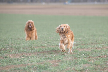 Two playful dogs, a golden cocker spaniel and a fluffy brown cocker spaniel, are joyfully running across a grassy field, showcasing their friendship and energy in a natural setting