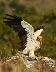 alimoche captura una paloma en el campo