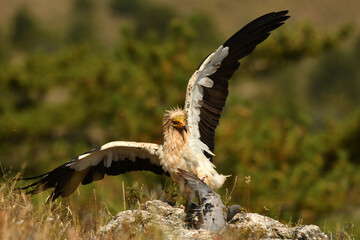 alimoche captura una paloma en el campo