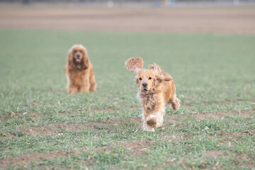Two playful dogs, a golden cocker spaniel and a fluffy brown cocker spaniel, are joyfully running across a grassy field, showcasing their friendship and energy in a natural setting