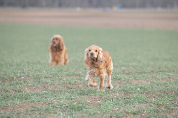 Two playful dogs, a golden cocker spaniel and a fluffy brown cocker spaniel, are joyfully running across a grassy field, showcasing their friendship and energy in a natural setting