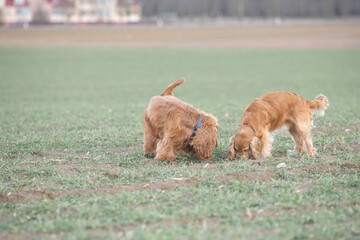 Two playful dogs, a golden cocker spaniel and a fluffy brown cocker spaniel, are joyfully running across a grassy field, showcasing their friendship and energy in a natural setting