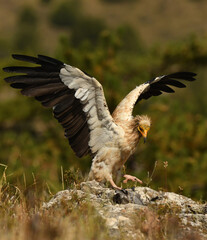alimoche captura una paloma en el campo