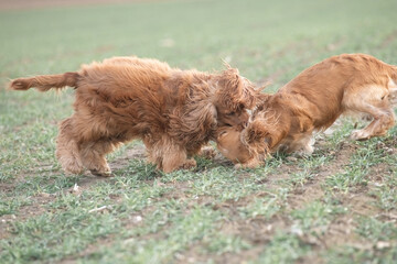 Two playful dogs, a golden cocker spaniel and a fluffy brown cocker spaniel, are joyfully running across a grassy field, showcasing their friendship and energy in a natural setting