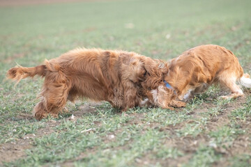 Two playful dogs, a golden cocker spaniel and a fluffy brown cocker spaniel, are joyfully running across a grassy field, showcasing their friendship and energy in a natural setting